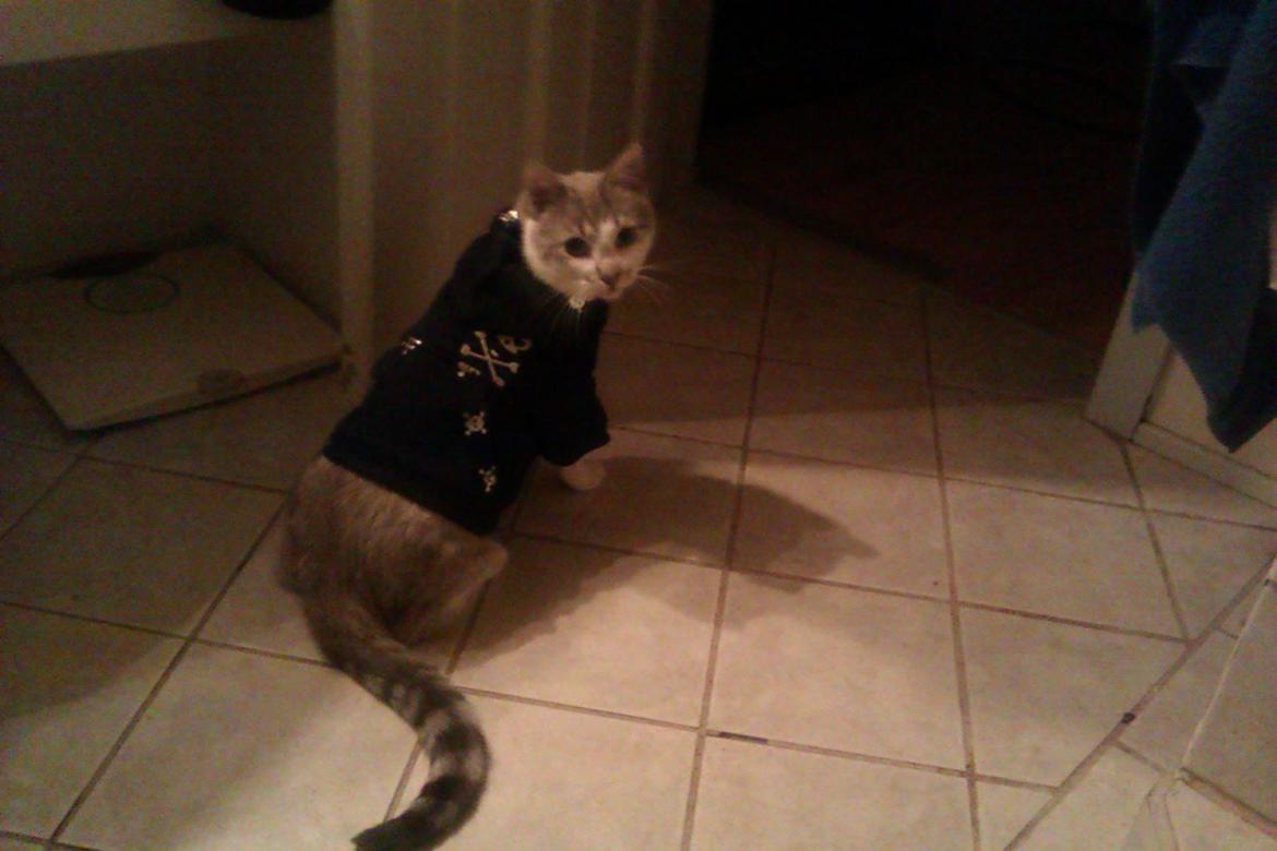 Blanding af racer Tumle billede 12