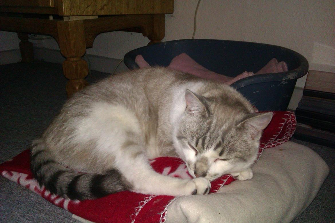 Blanding af racer Tumle billede 13