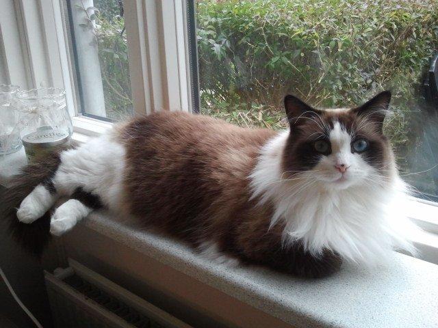 Ragdoll Dr. Nobel - Fin pynt i vindueskarmen :) billede 15