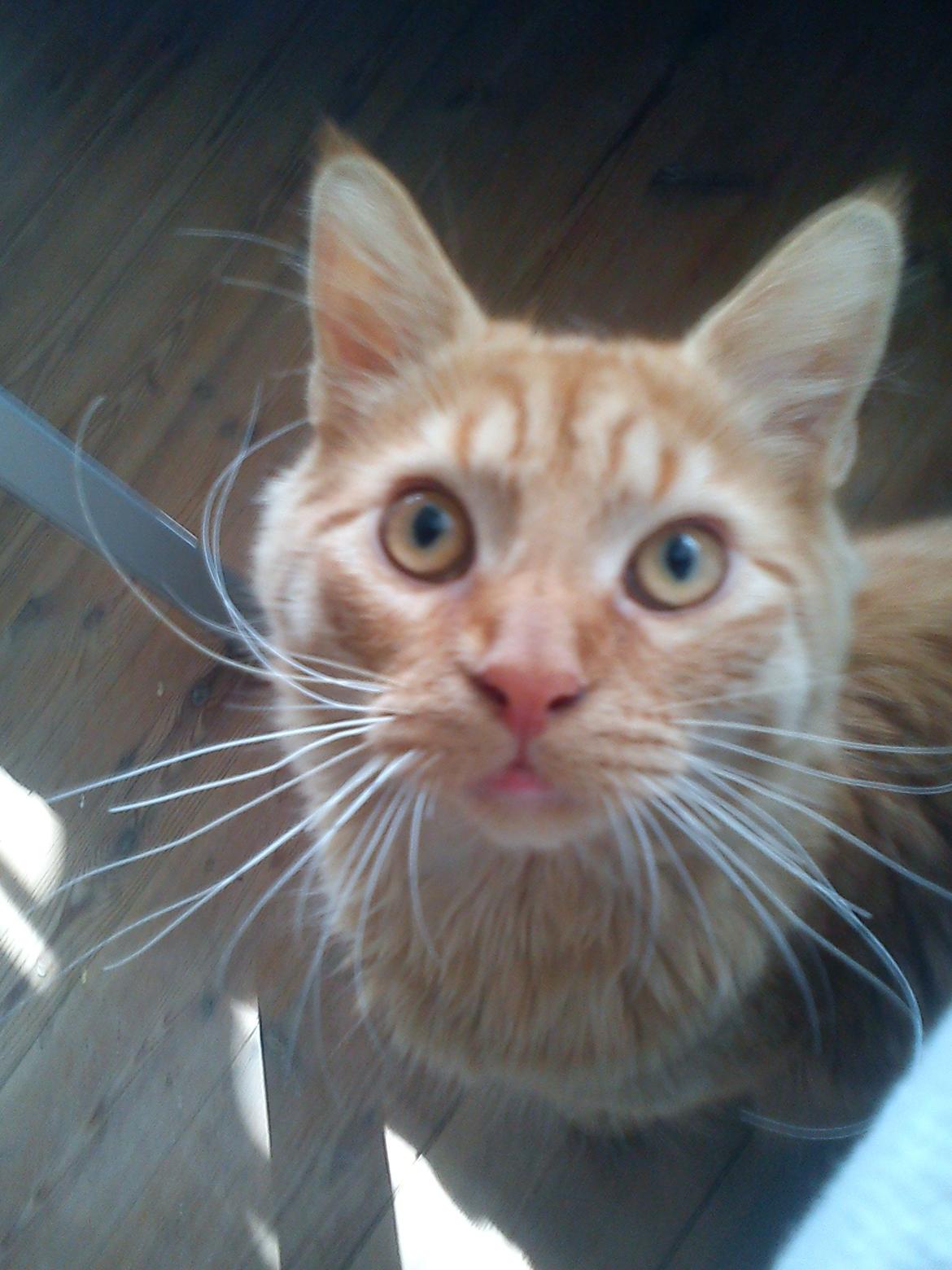 Blanding af racer Elvis - Godt og vel 1 år her :) billede 1