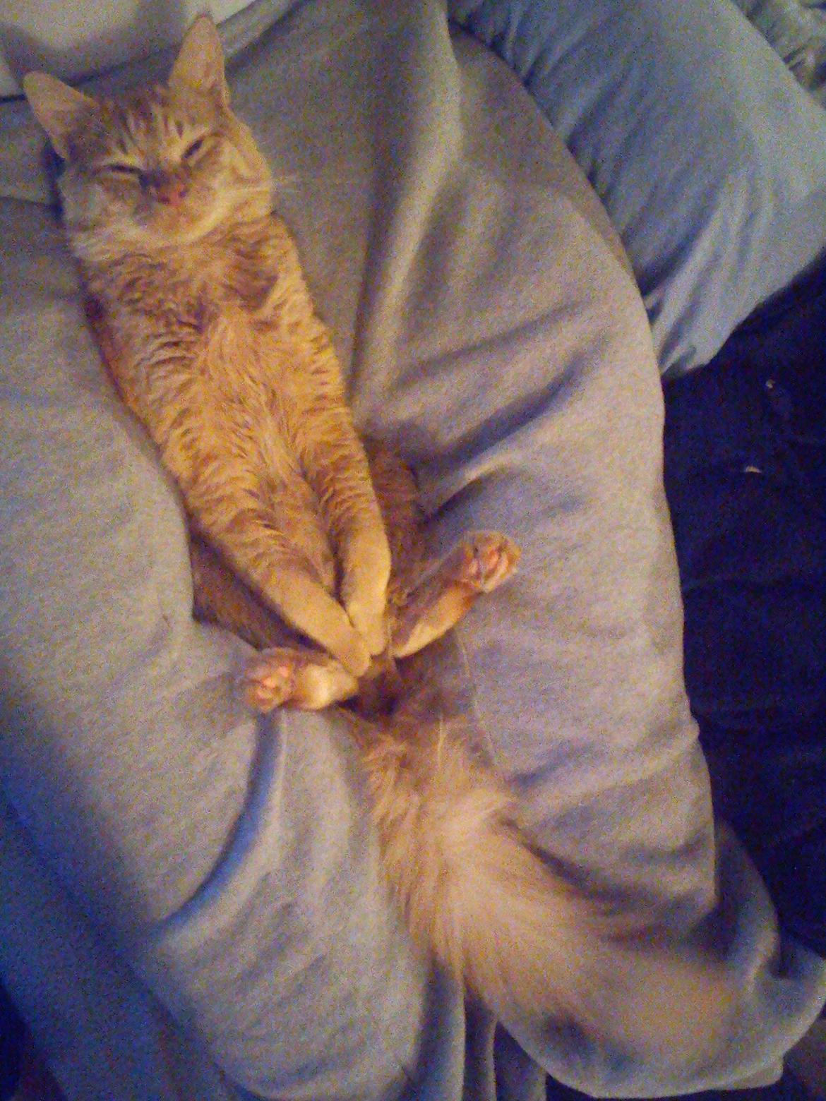 Blanding af racer Elvis - 4 måneder gammel ;) 
 billede 2