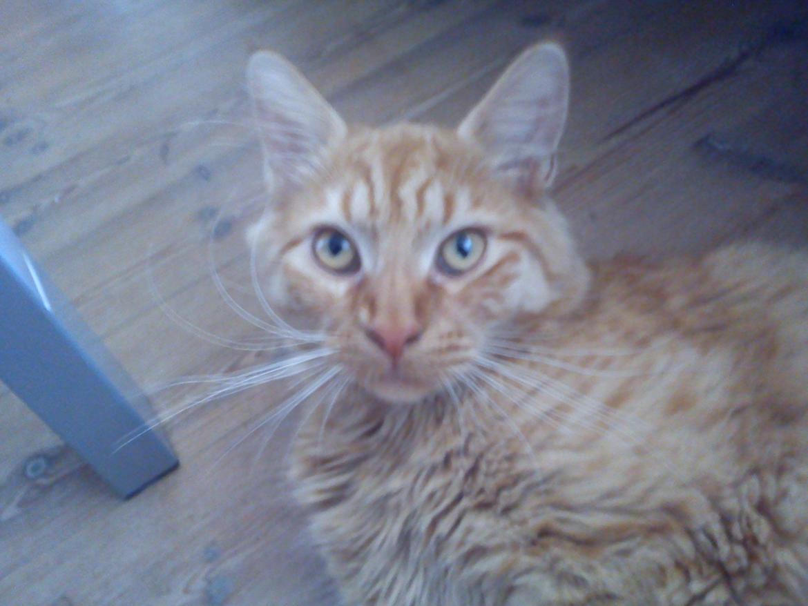 Blanding af racer Elvis billede 3