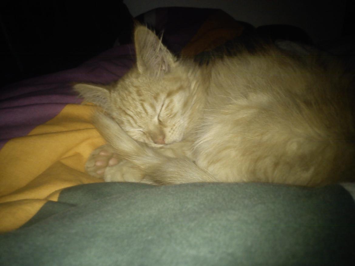 Blanding af racer Elvis billede 4