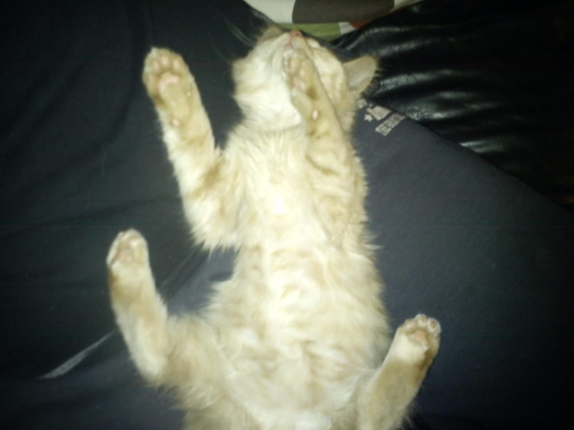 Blanding af racer Elvis billede 5