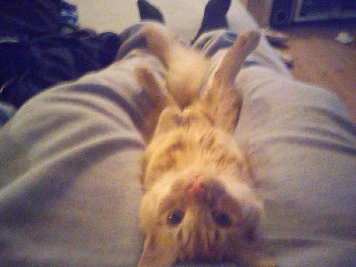 Blanding af racer Elvis billede 6