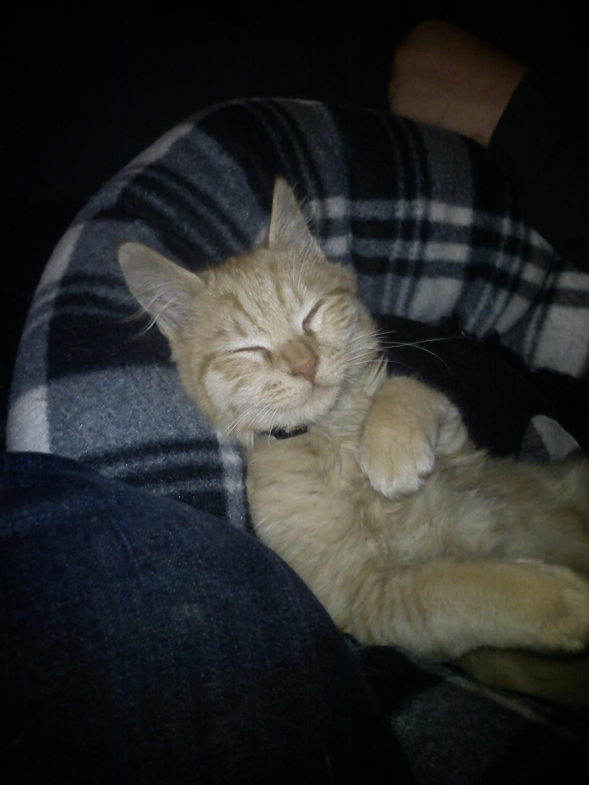 Blanding af racer Elvis billede 7