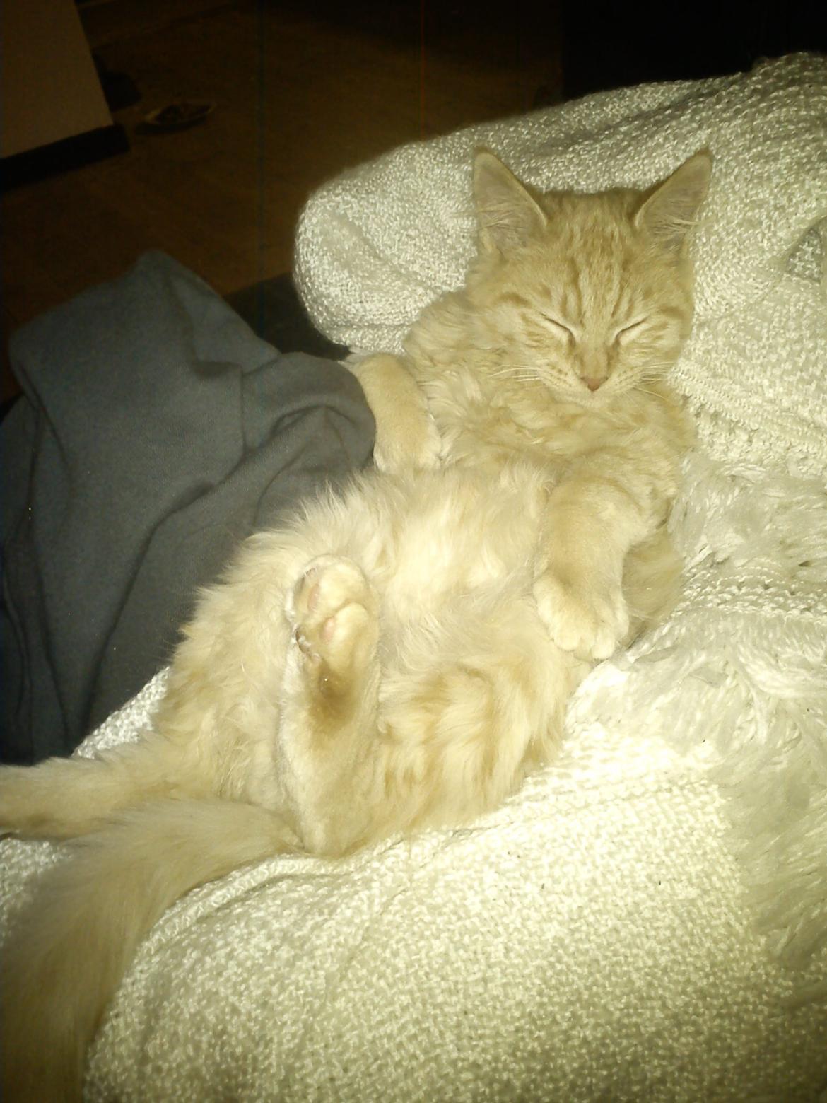 Blanding af racer Elvis billede 8