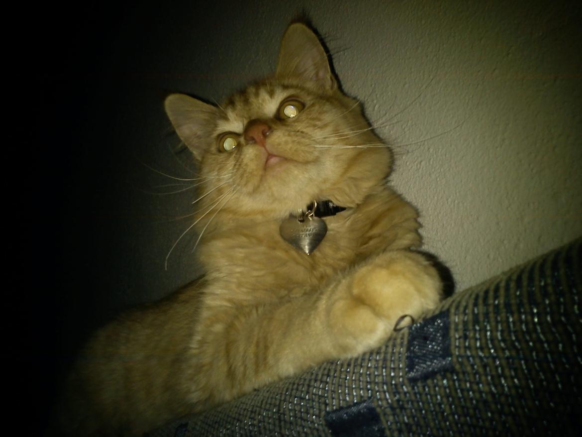 Blanding af racer Elvis billede 9