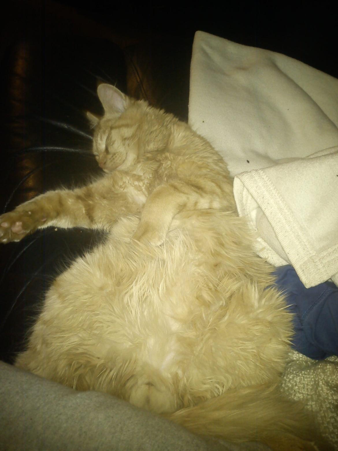 Blanding af racer Elvis billede 10