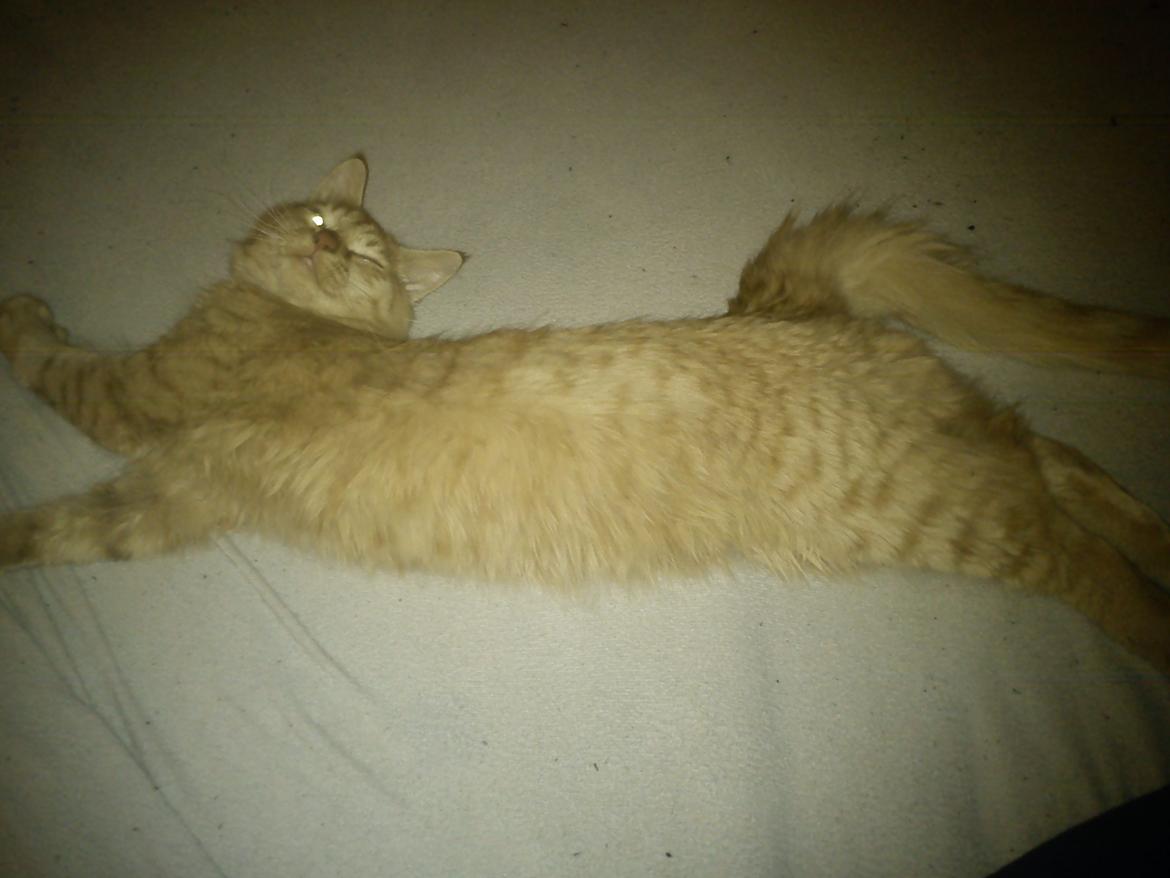 Blanding af racer Elvis billede 11