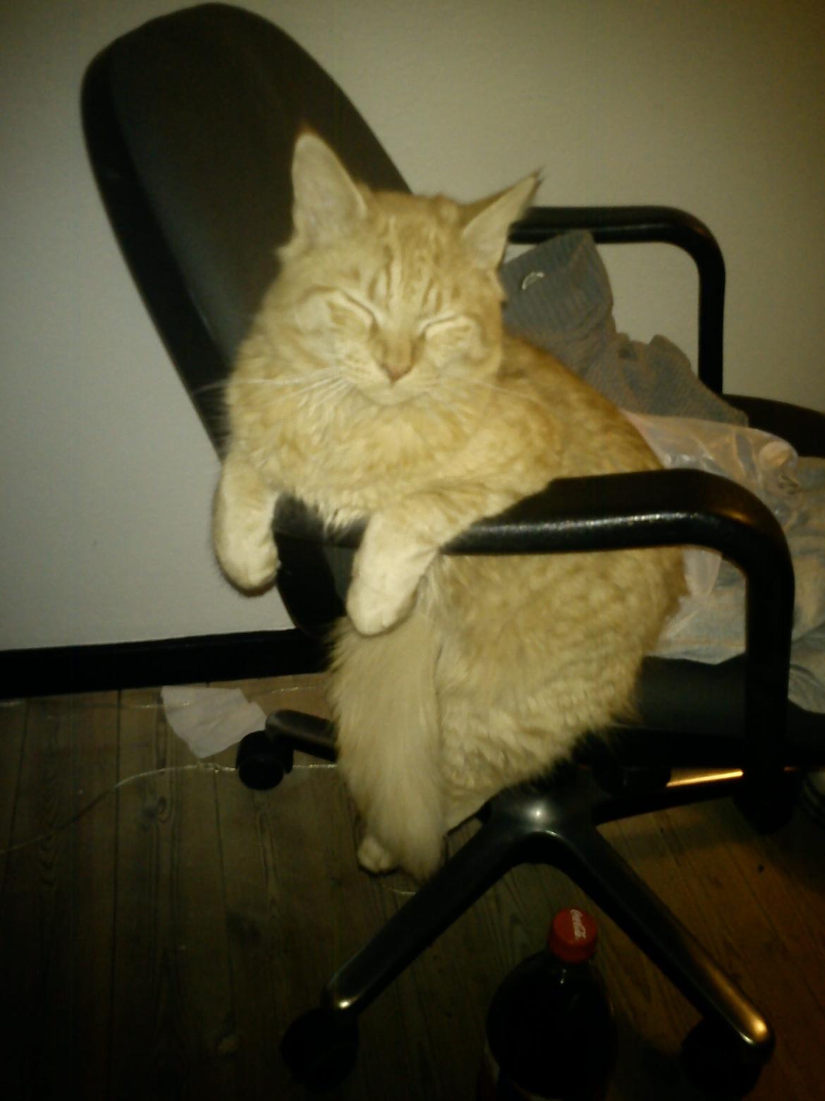 Blanding af racer Elvis billede 12