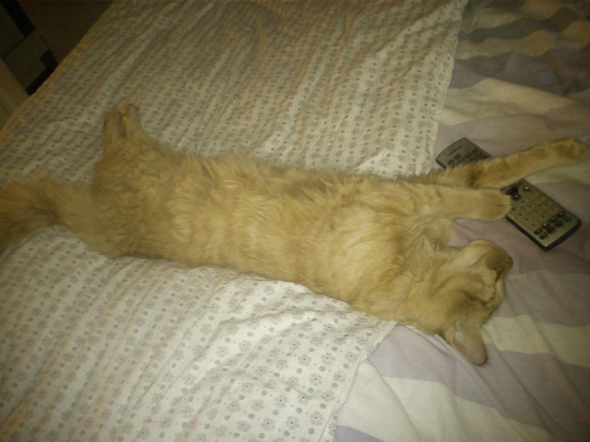 Blanding af racer Elvis billede 13