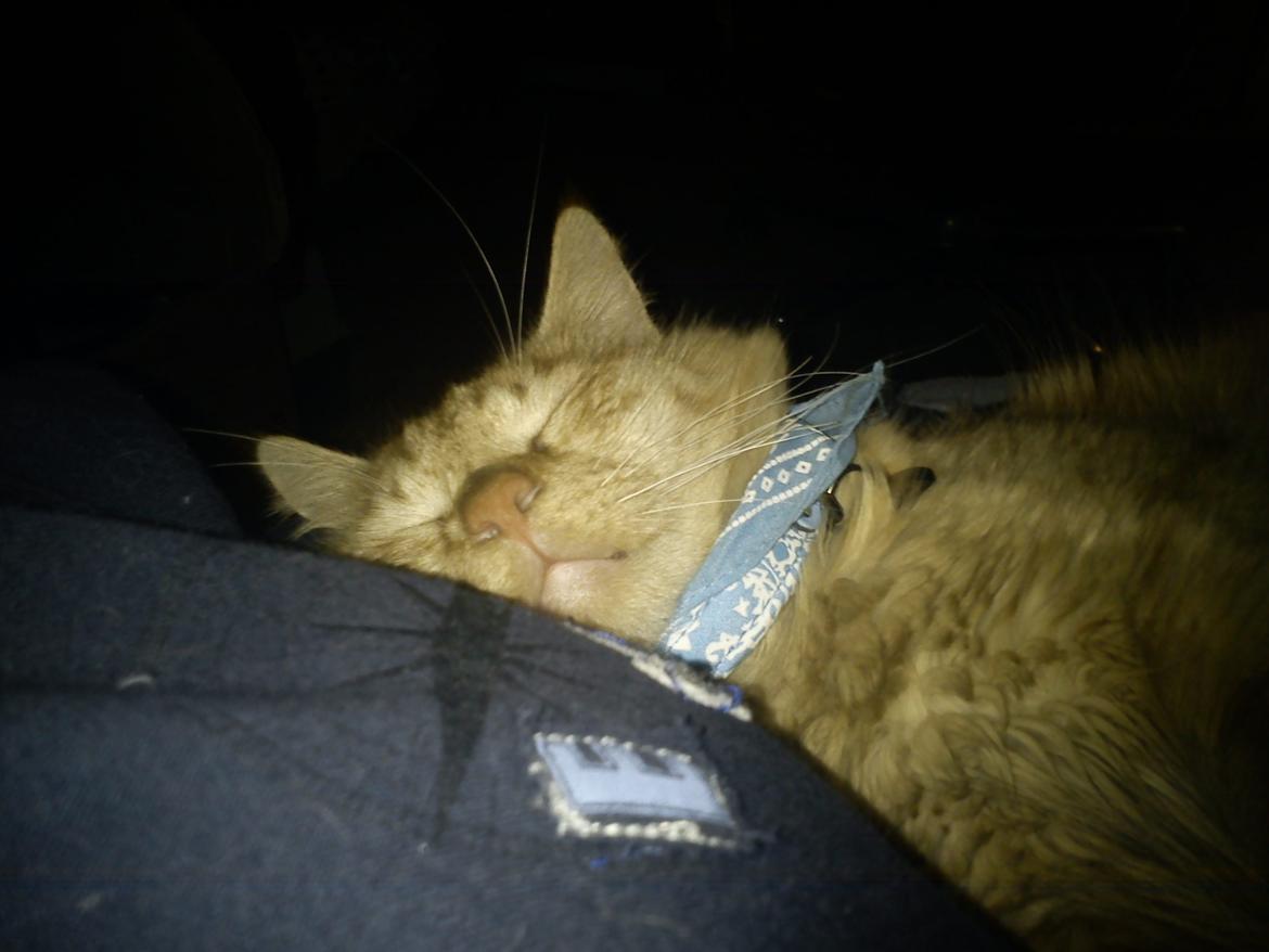 Blanding af racer Elvis billede 14