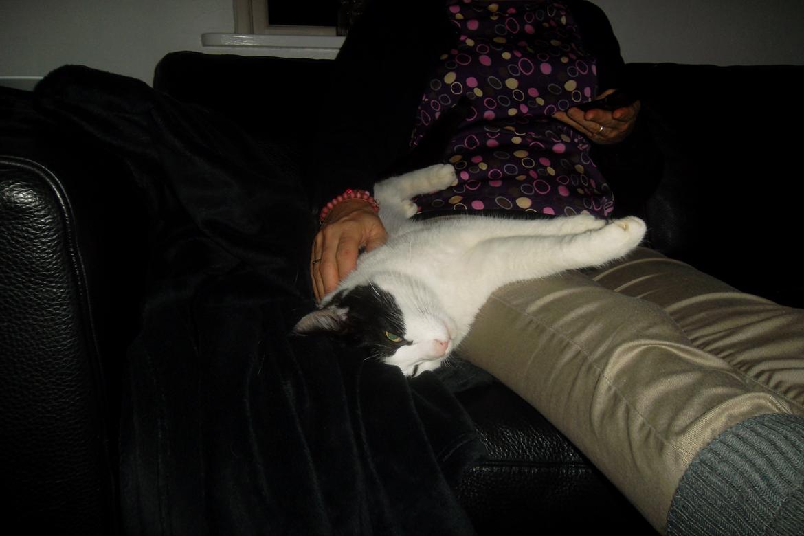 Huskat Mitte - En meget kælen kat om aftenen :) <3 billede 6