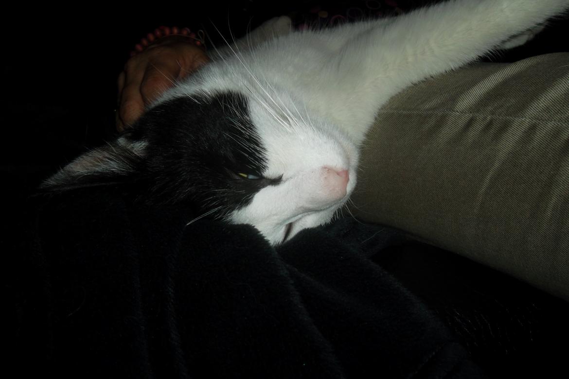 Huskat Mitte billede 7