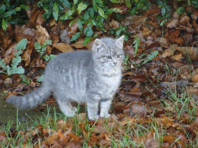 Huskat Ooops! A Grey Tiger Boy billede 15