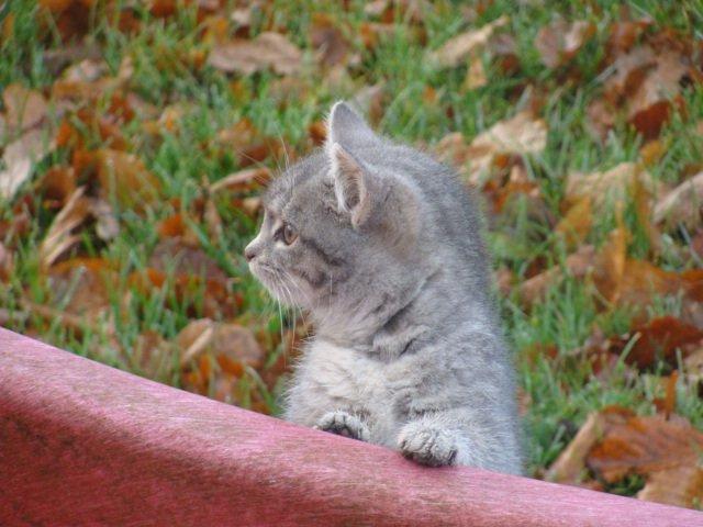 Huskat Ooops! A Grey Tiger Boy billede 16