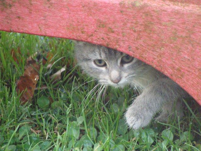 Huskat Ooops! A Grey Tiger Boy billede 17