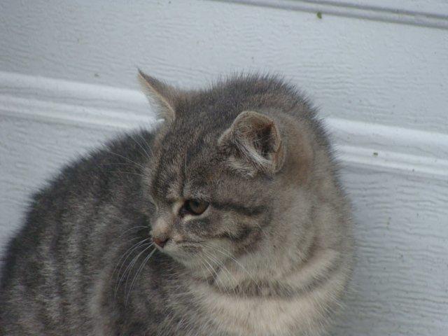 Huskat Ooops! A Grey Tiger Boy billede 18