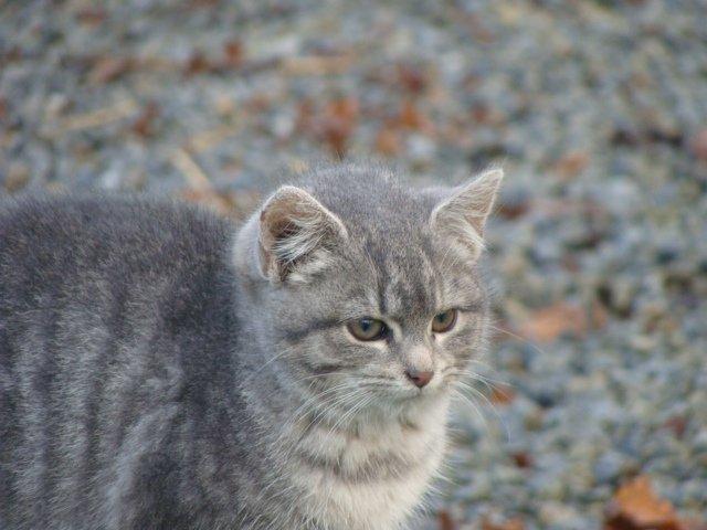 Huskat Ooops! A Grey Tiger Boy billede 19