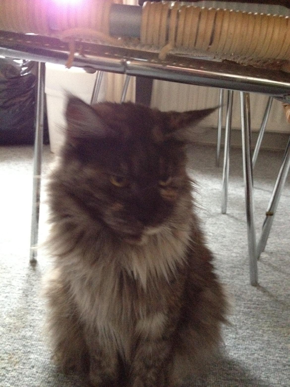 Maine Coon Harndahls Billie Jean billede 1