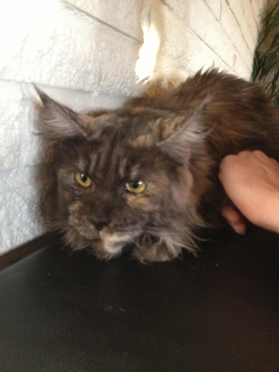 Maine Coon Harndahls Billie Jean billede 2