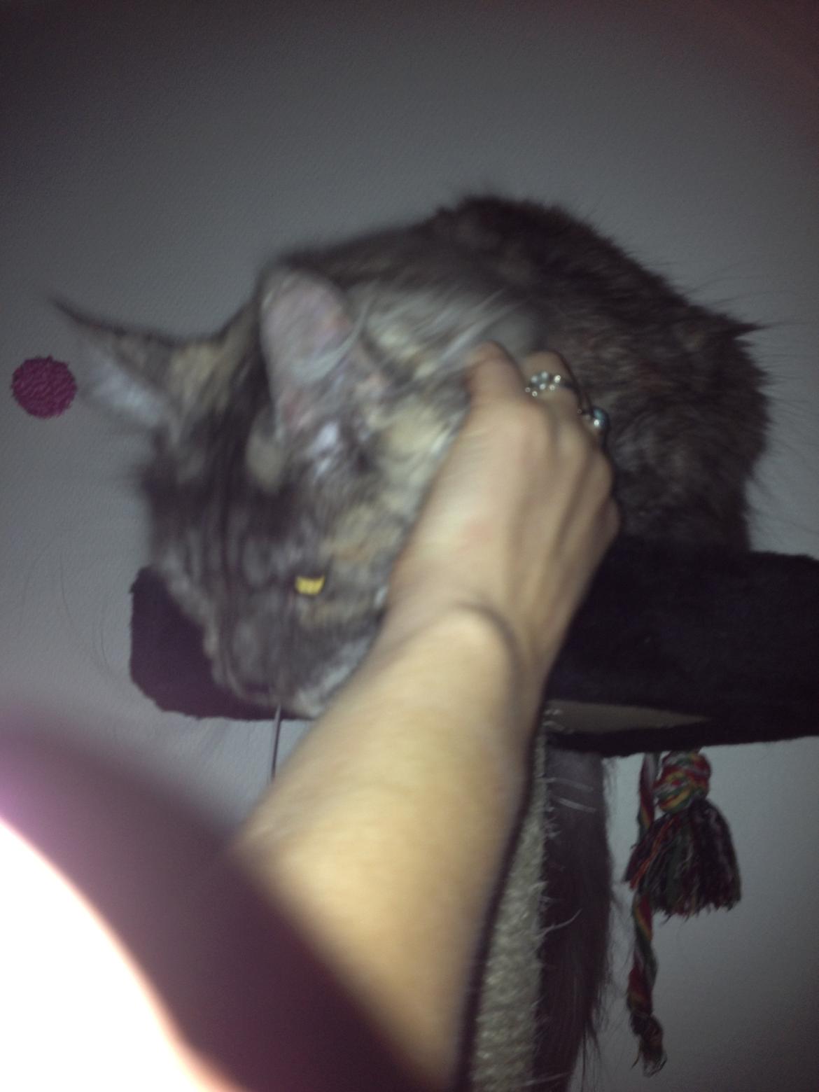 Maine Coon Harndahls Billie Jean billede 3