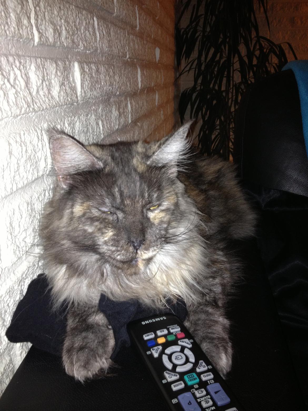 Maine Coon Harndahls Billie Jean billede 4