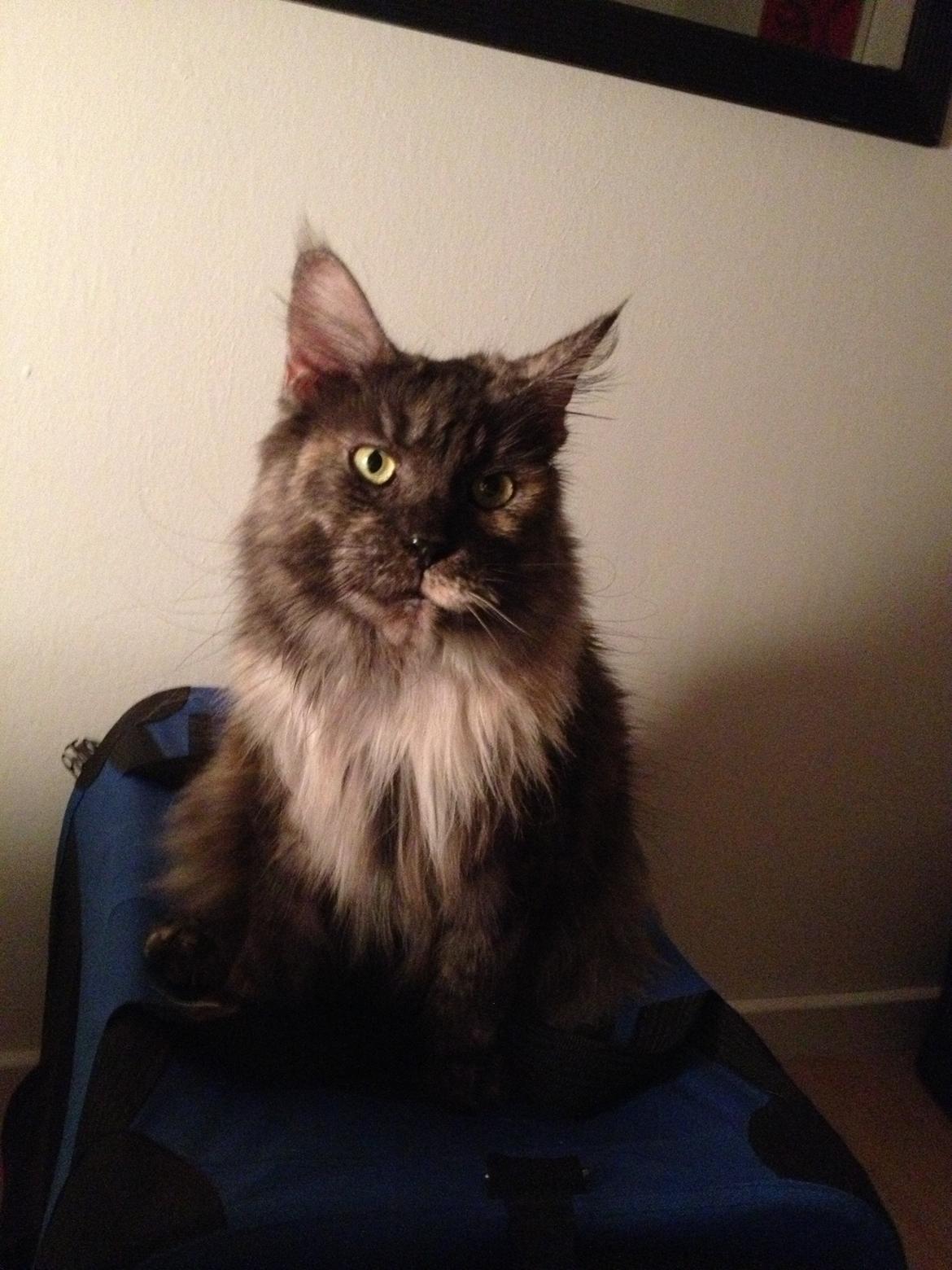 Maine Coon Harndahls Billie Jean billede 5