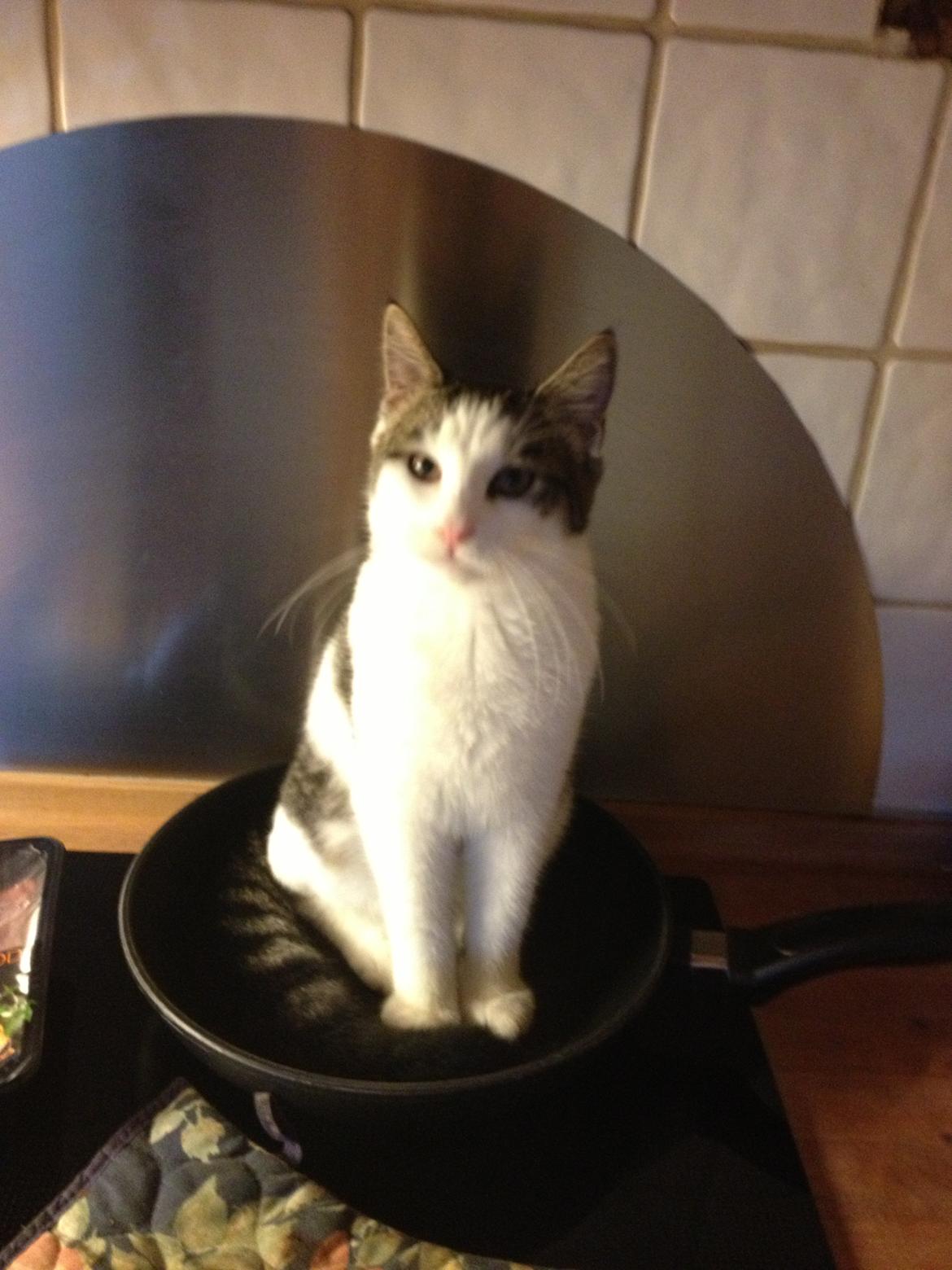 Blanding af racer Sofus - skal vi ha mad? billede 2