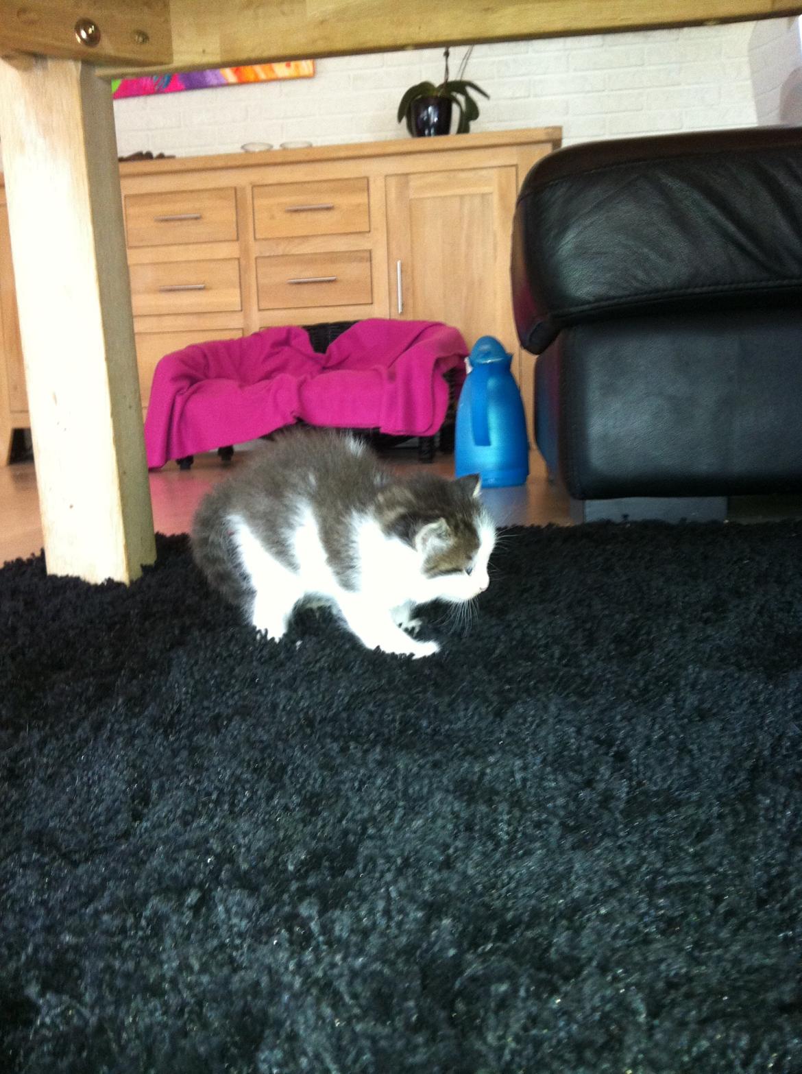 Blanding af racer Sofus - Første gang på et tæppe billede 3