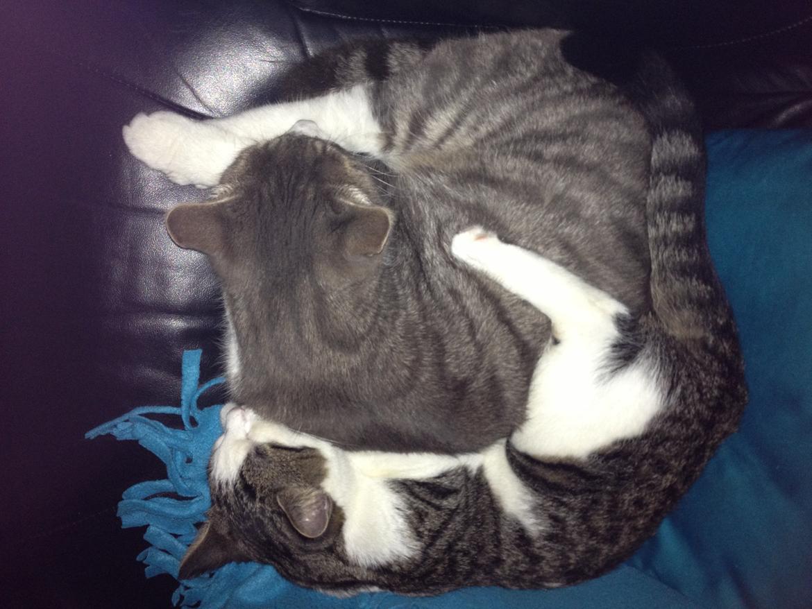 Blanding af racer Sofus billede 4