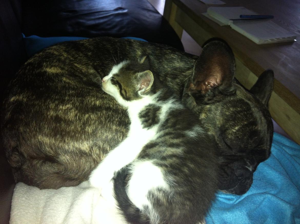 Blanding af racer Sofus billede 5