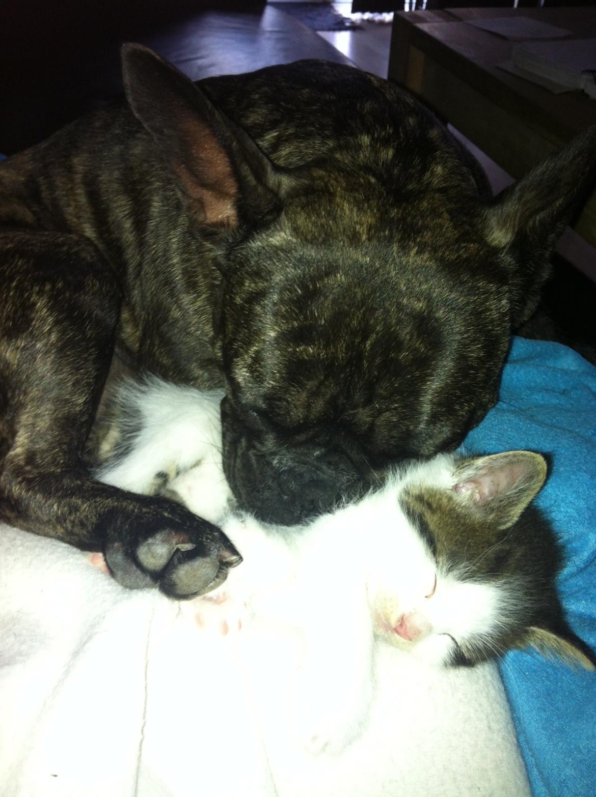 Blanding af racer Sofus billede 6