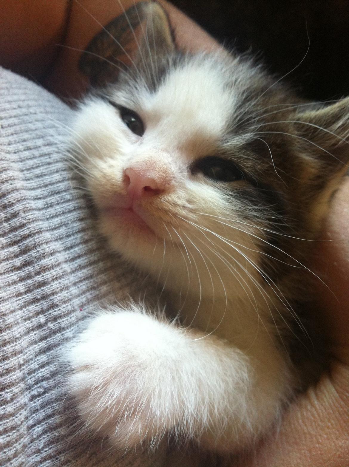 Blanding af racer Sofus billede 7