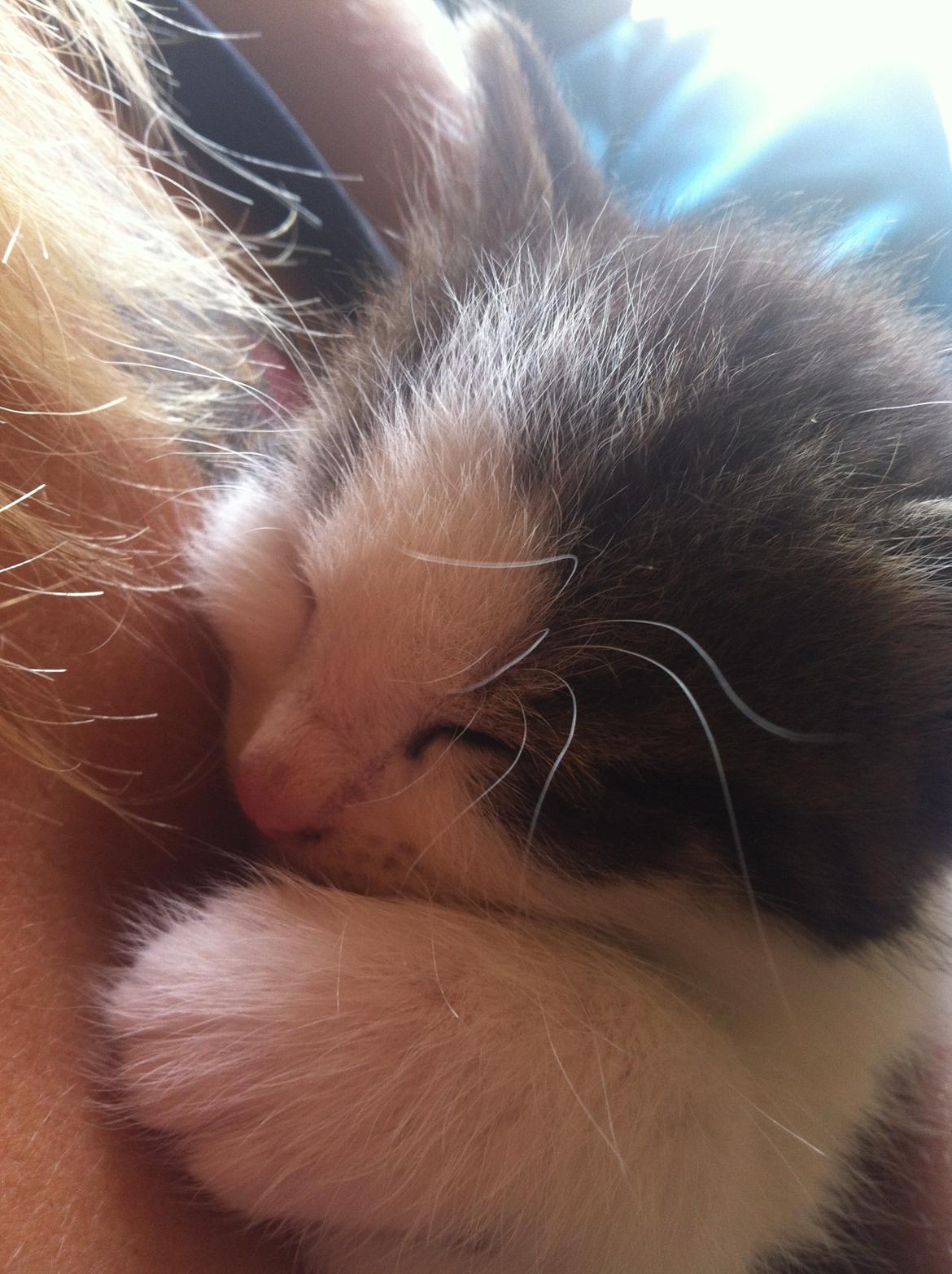 Blanding af racer Sofus billede 8