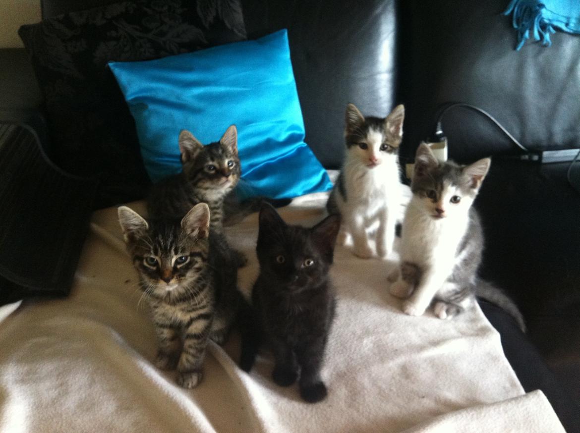 Blanding af racer Sofus billede 9