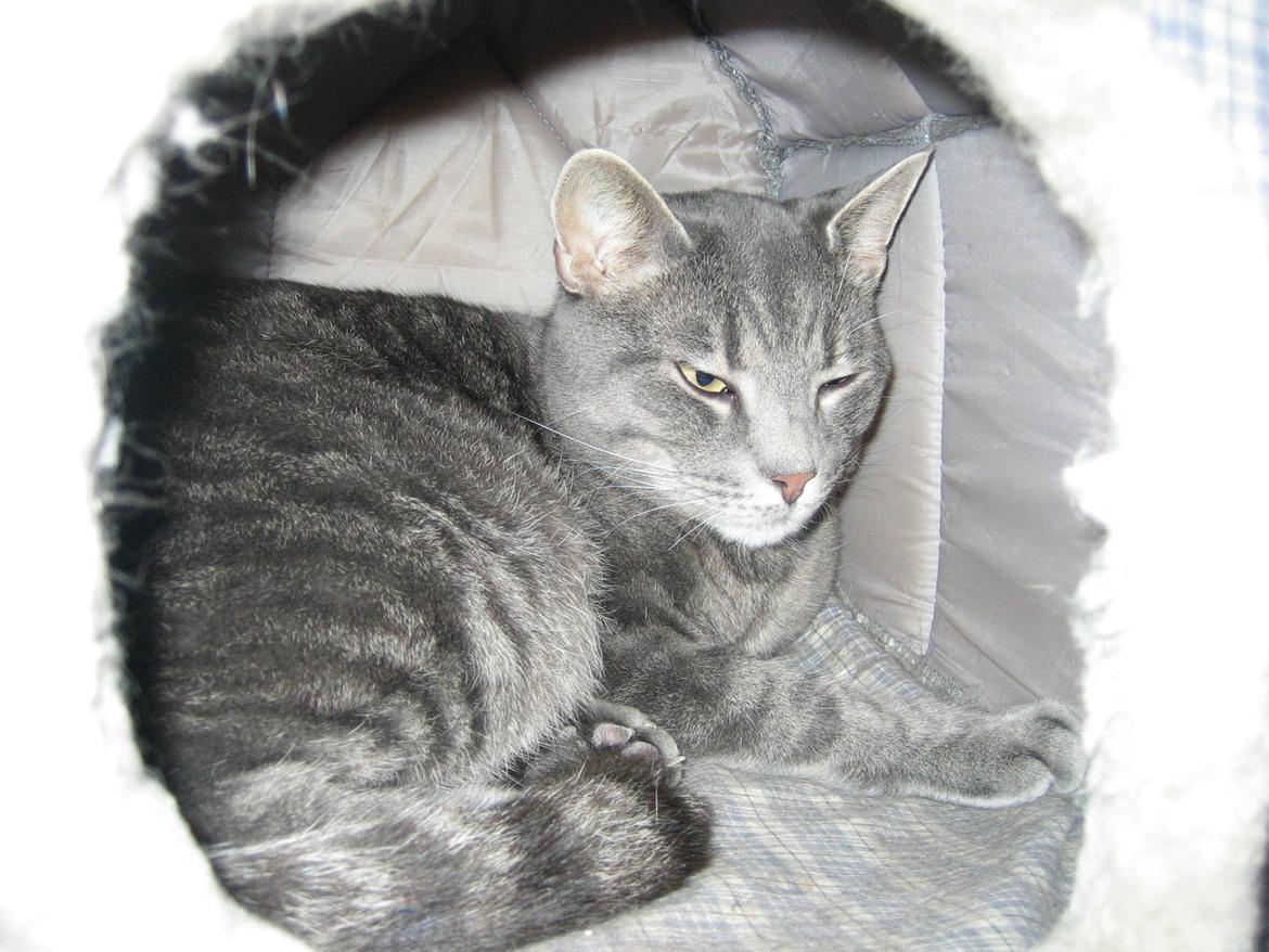 Huskat Mads billede 6