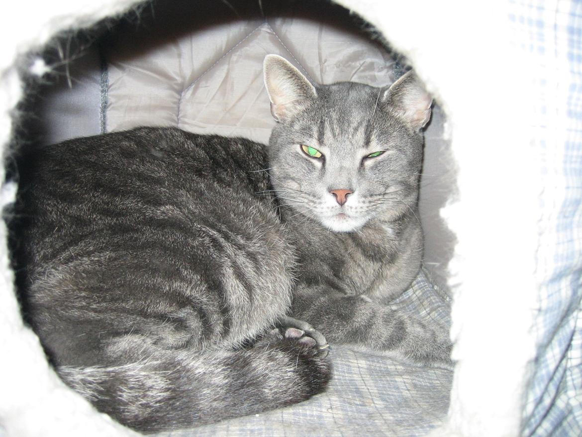 Huskat Mads billede 7