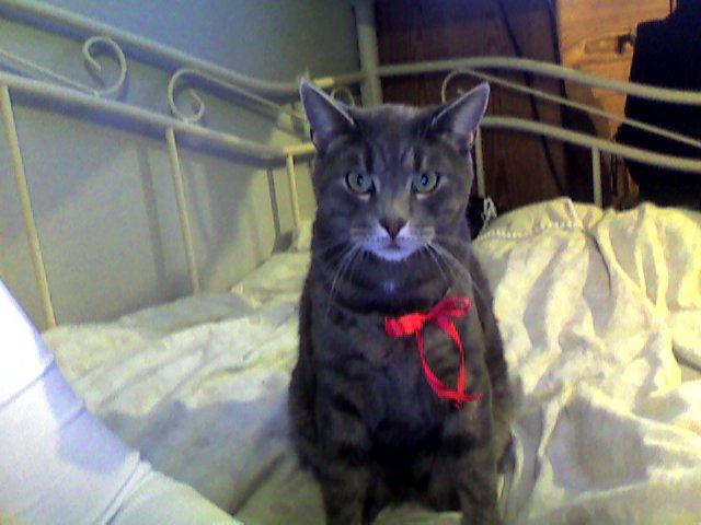 Huskat Mads billede 8