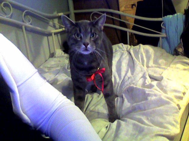 Huskat Mads billede 9