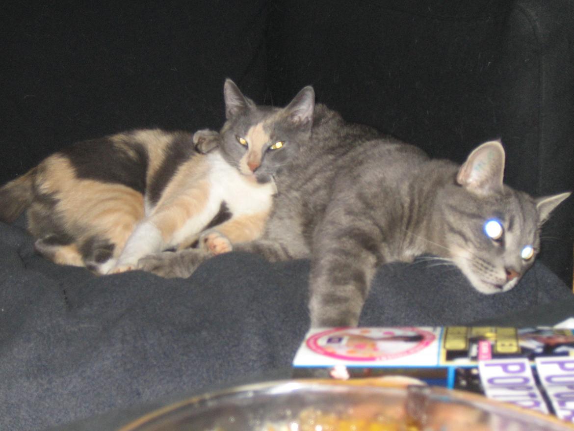 Huskat Mads billede 10