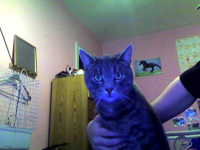 Huskat Mads billede 11