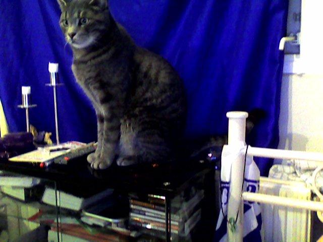 Huskat Mads billede 12