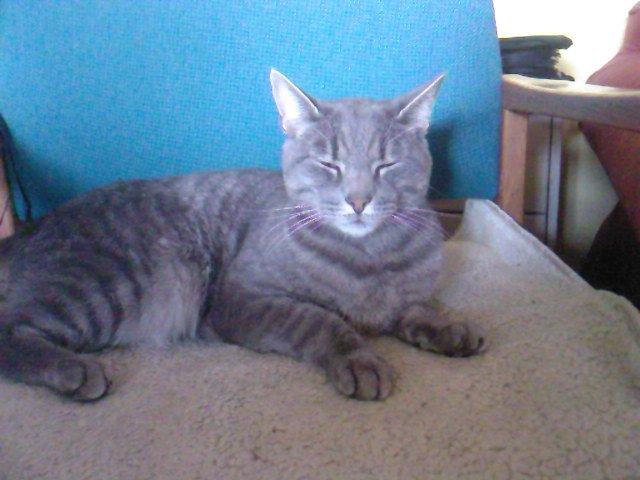 Huskat Mads billede 13