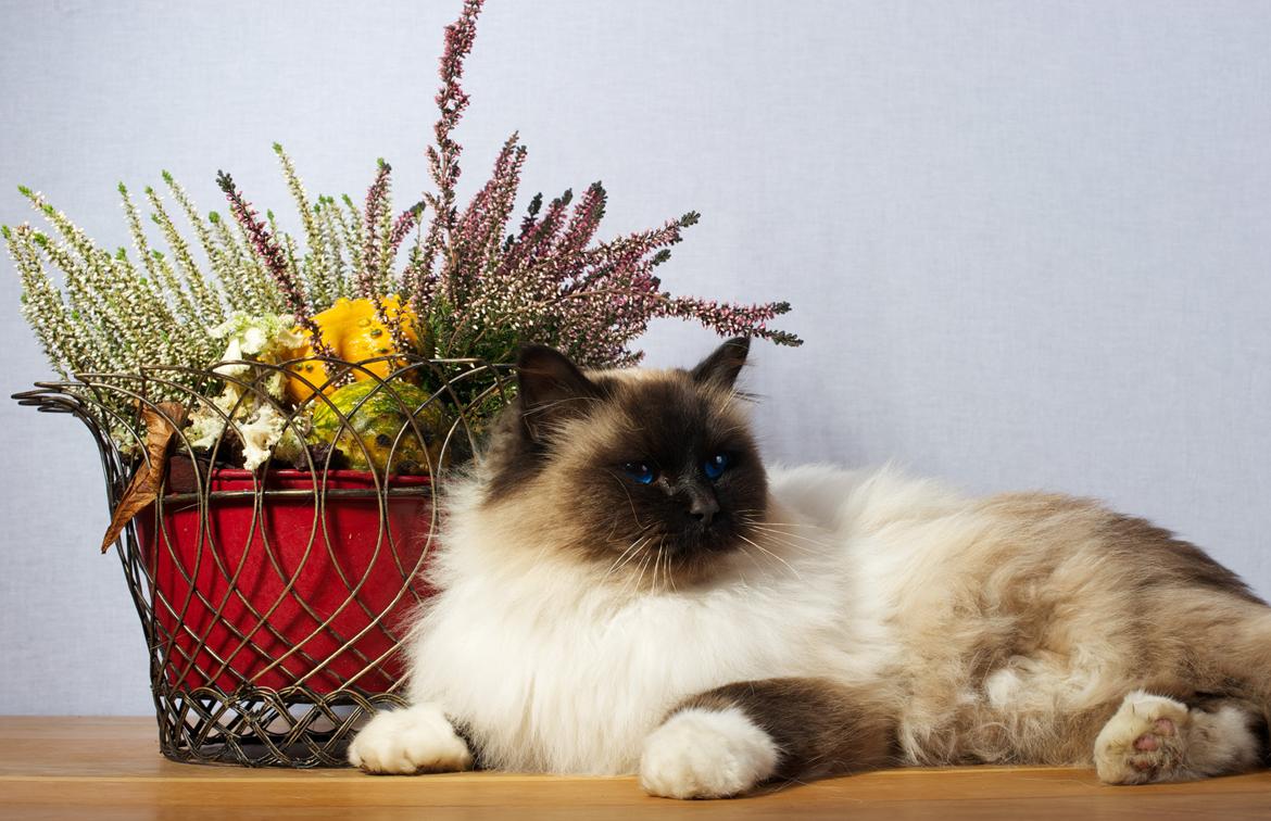 Hellig Birma Wyvern Song Hio - Lidt fra mit fotoshoot d. 24/11 - 12 billede 2