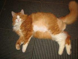 Huskat Simba billede 1