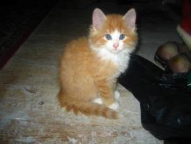 Huskat Simba - ja det var dengang da han var lille :') billede 8