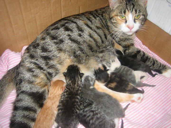 Huskat Simba - simba sammen med hans mor og resten af flokken billede 2