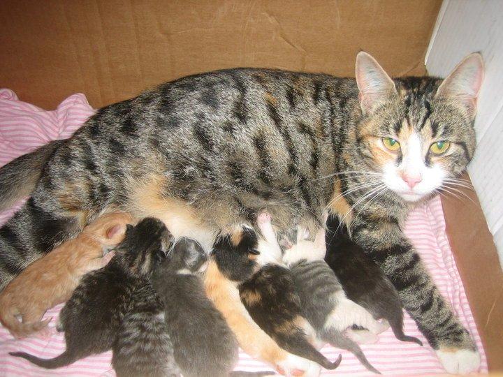 Huskat Simba billede 4